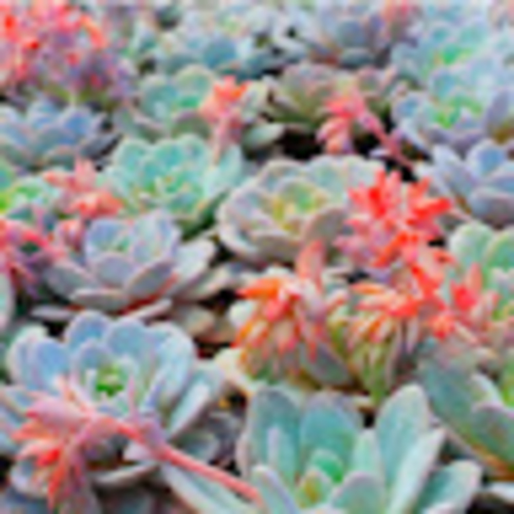 Meet your Posher, Kenzie